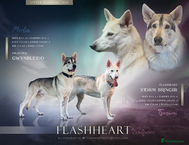 Northern Inuit dogs in Falkirk - Advert 2