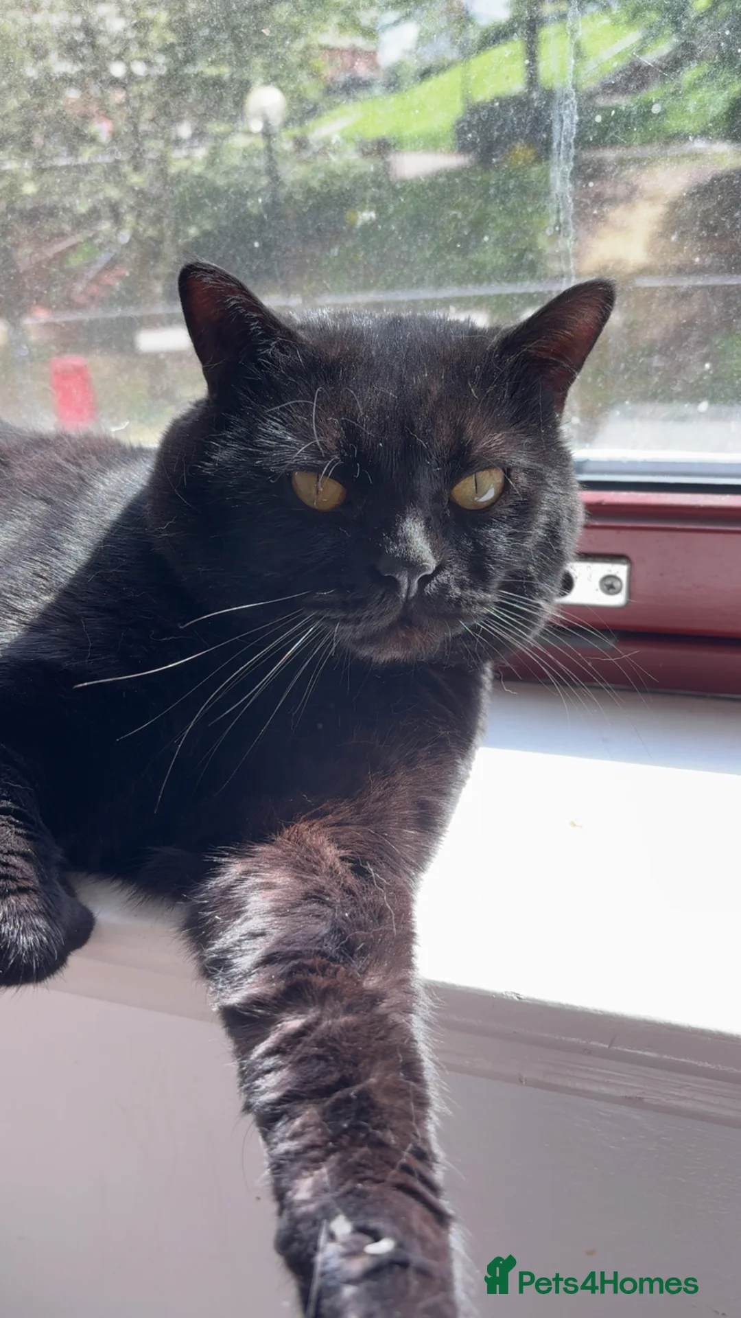 British Shorthair cats for sale: Beautiful chunky British short hair  in Sheffield - Advert 4