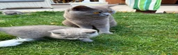 British Shorthair cats for sale: Blue British Shorthair Kittens  3 boys 1 girl - Advert 7