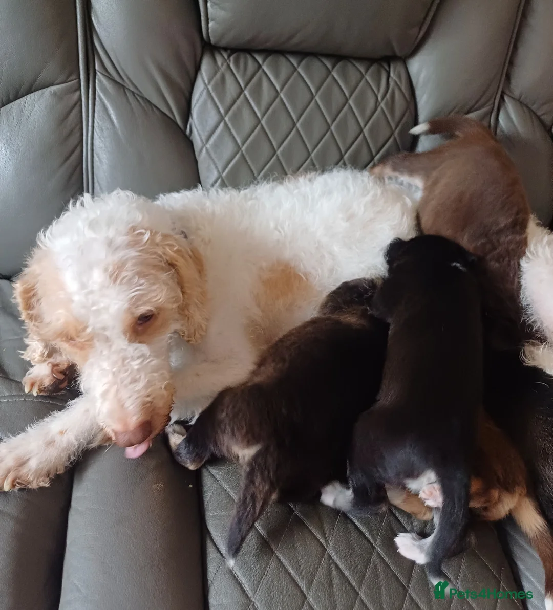 Mixed Breed dogs for sale: Gorgeous huskydoodles  - Advert 1