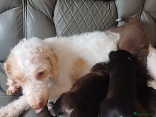 Mixed Breed dogs Gorgeous huskydoodles - Advert 4