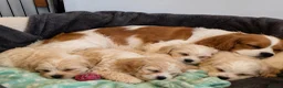 Cavachon dogs for sale: Gorgeous Cavachon puppies  - Advert 7