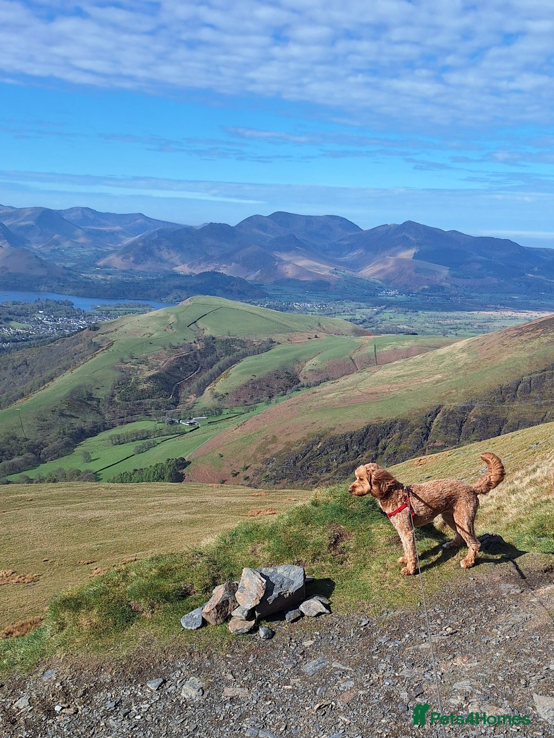 Cockapoo dogs for sale: f1 apricot cockapoo - Advert 9