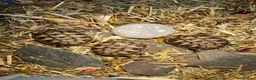 Tortoise reptiles for sale: Hermann baby Tortoises - Advert 6