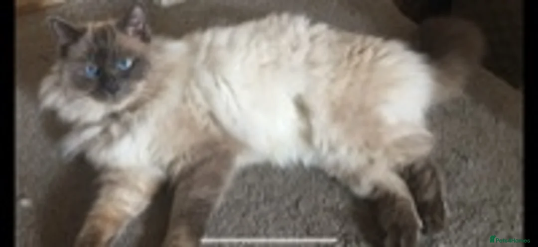 Ragdoll cats for stud: several studs available 100% proven in Brighouse - Advert 3