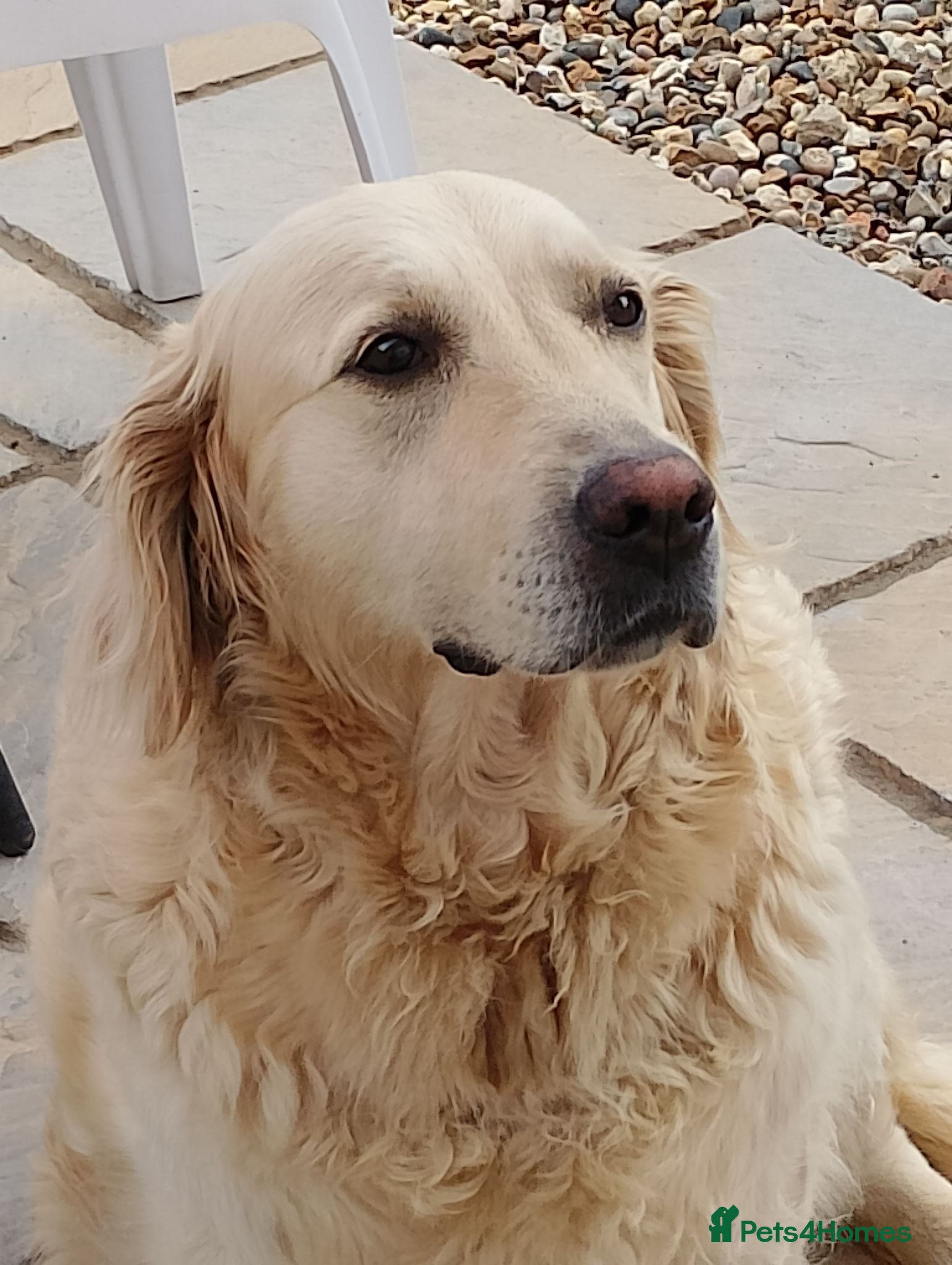Golden Retriever dogs Female golden retriever  - Advert 1
