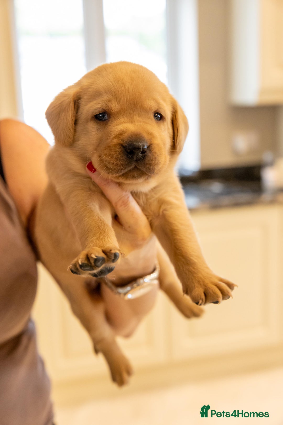 Labrador Retriever dogs for sale: Yellow Fox Red Labrador Puppies Kc Registered  - Advert 4