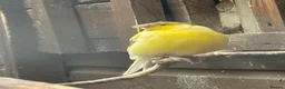 Canaries birds for sale:   Gloster canaries in Bridgnorth - Advert 2
