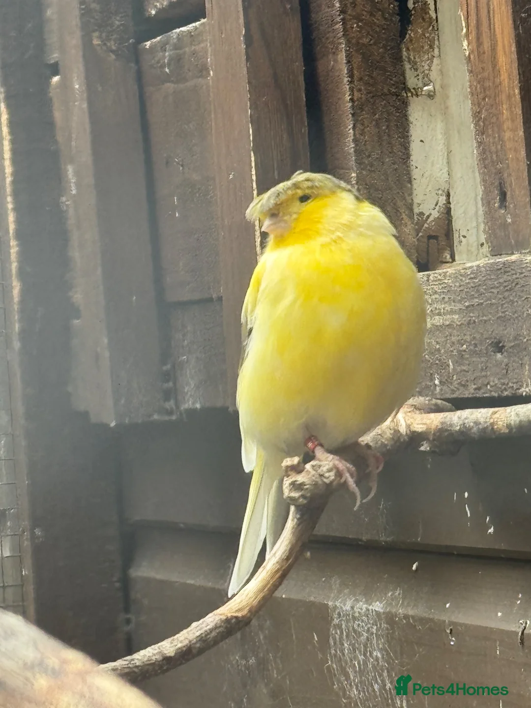 Canaries birds for sale:   Gloster canaries in Bridgnorth - Advert 2