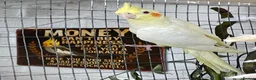 Cockatiels birds for sale: Stunning young pair of cockatiels with DNA - Advert 2