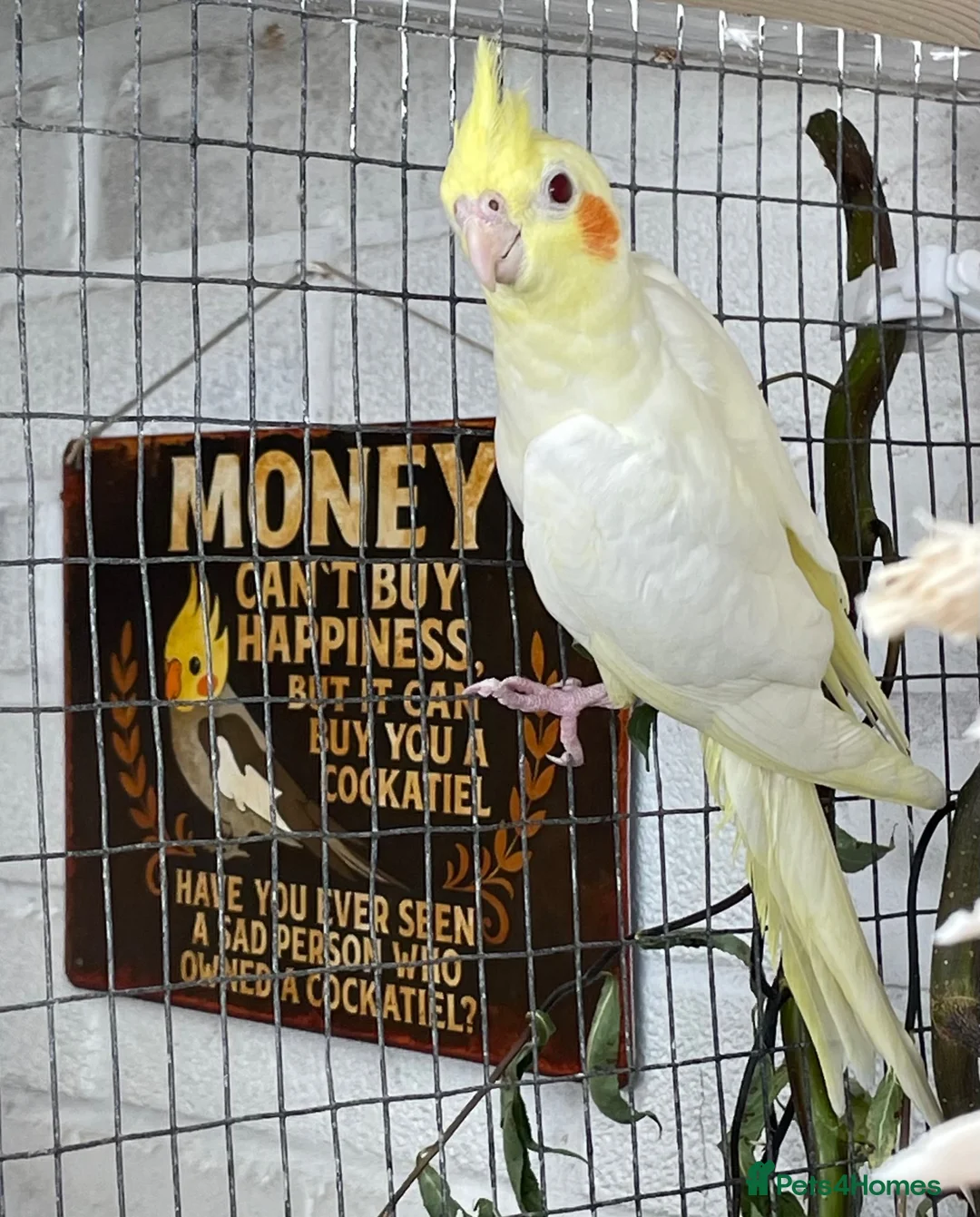 Cockatiels birds for sale: Stunning young pair of cockatiels with DNA - Advert 2
