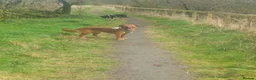 Mixed Breed dogs for sale: Collie x collie/hound - Advert 3