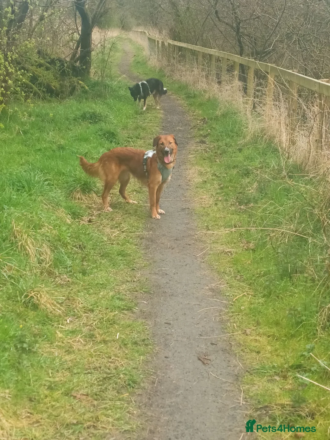 Mixed Breed dogs for sale: Collie x collie/hound - Advert 3