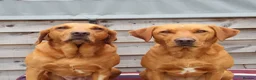 Labrador Retriever dogs for sale: Fox Red Labrador Puppies for sale - Advert 5