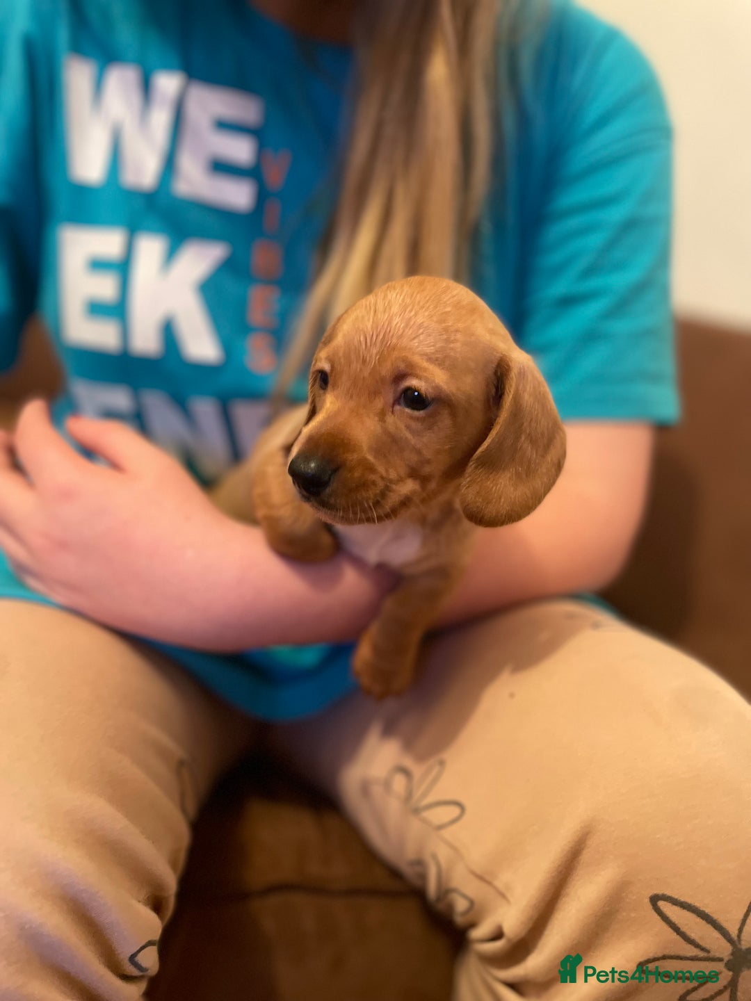 Miniature Dachshund dogs for sale: Miniature dachshund puppies - Image 3