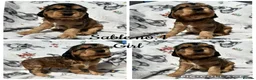 Cocker Spaniel dogs for sale: KC Show Cocker Spaniels - Advert 3