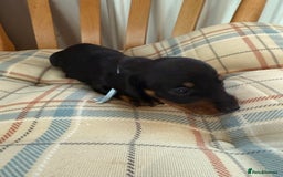 Miniature Dachshund dogs for sale: Ready Now! Smooth coat 1 boy 1 girl - Image 11