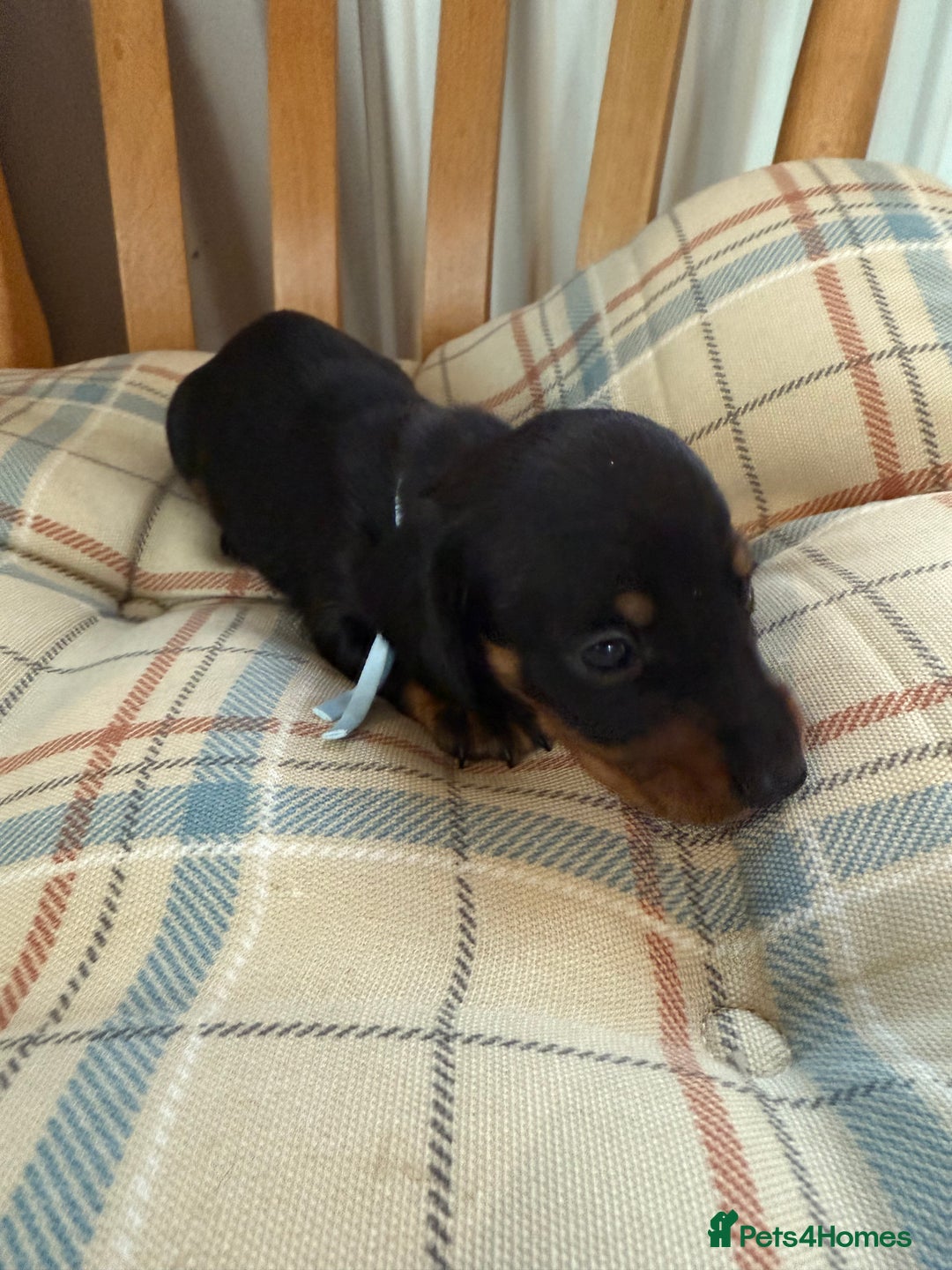 Miniature Dachshund dogs for sale: Ready Now! Smooth coat 1 boy 1 girl - Image 11