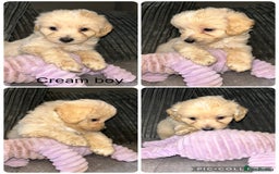 Mixed Breed dogs for sale: READY HALLOWEEN Stunning ShihpooXSproodle puppies - Image 7