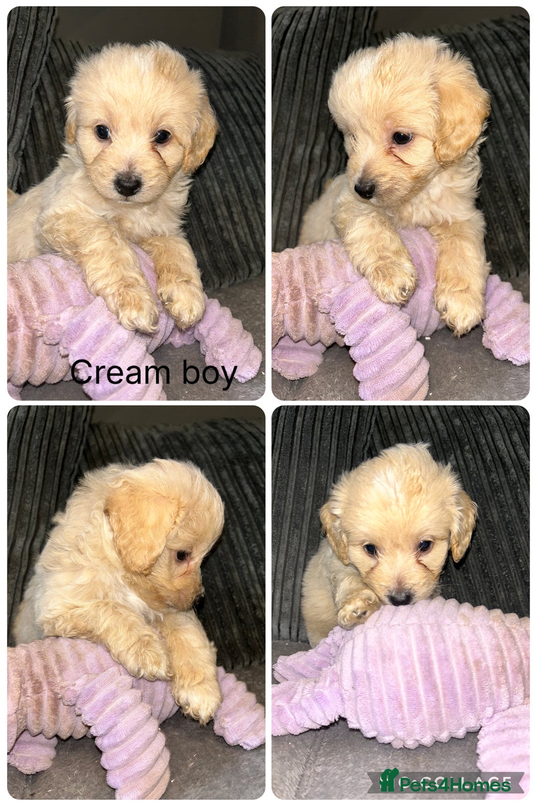Mixed Breed dogs for sale: READY HALLOWEEN Stunning ShihpooXSproodle puppies - Image 7
