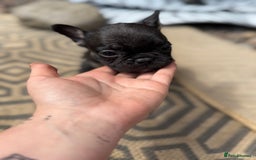 French Bulldog dogs for sale: Beautiful frenchie pups in Leeds - Image 23