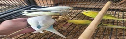 Budgerigars birds for sale: Semi to tame baby Budgies  - Advert 9