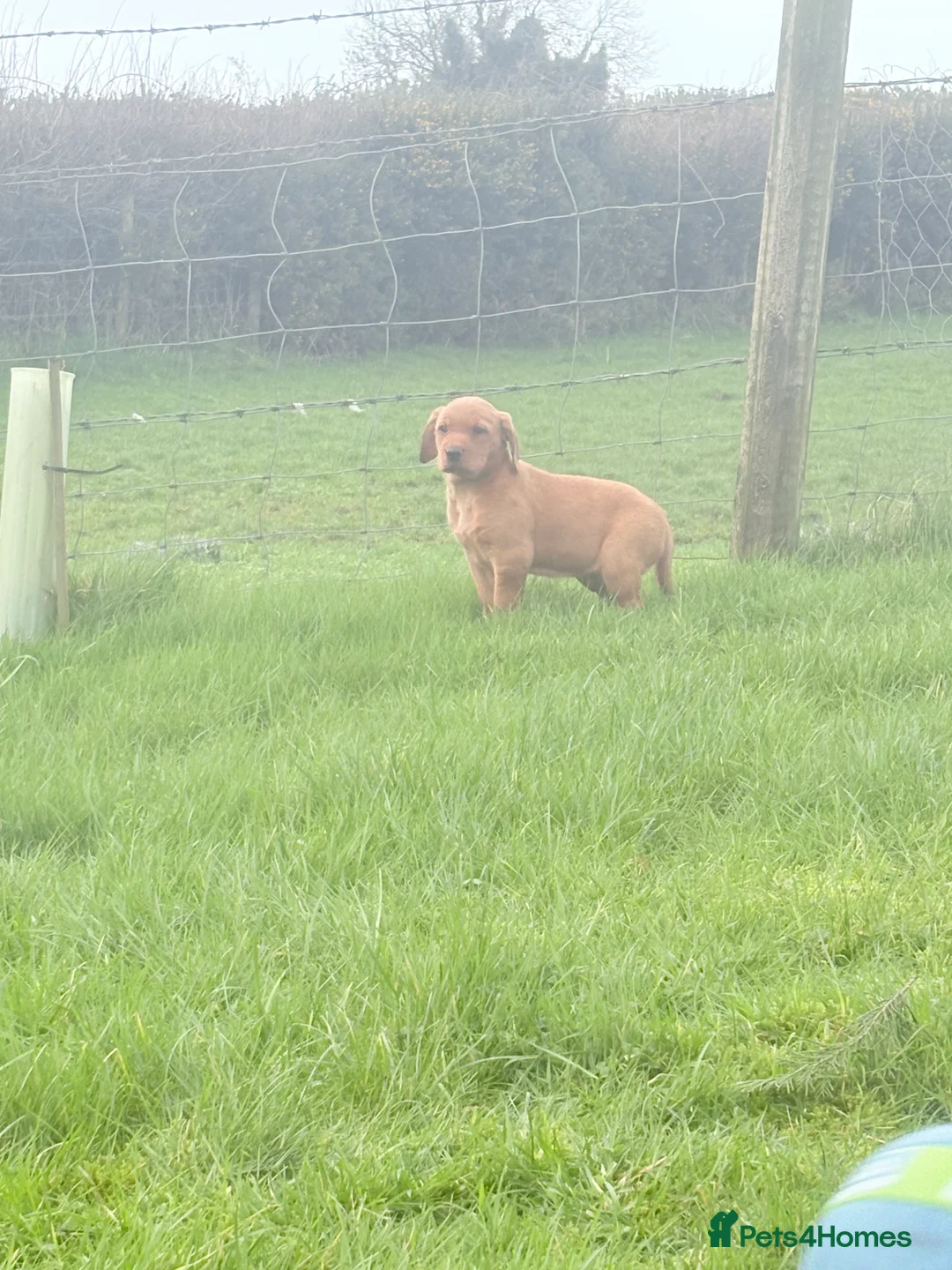 Mixed Breed dogs for sale: Vizslador pups for sale  in Newry - Advert 4