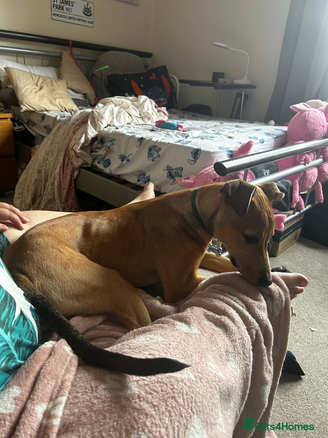 Lurcher dogs for sale: Loving 6Month Old Lurcher Puppy - Image 8