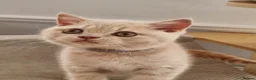 British Shorthair cats for sale: Cream British Shorthair boy  - Advert 8
