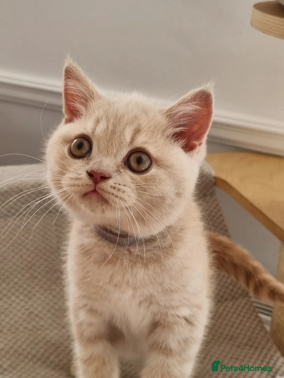 British Shorthair cats for sale: Cream British Shorthair boy  - Advert 8