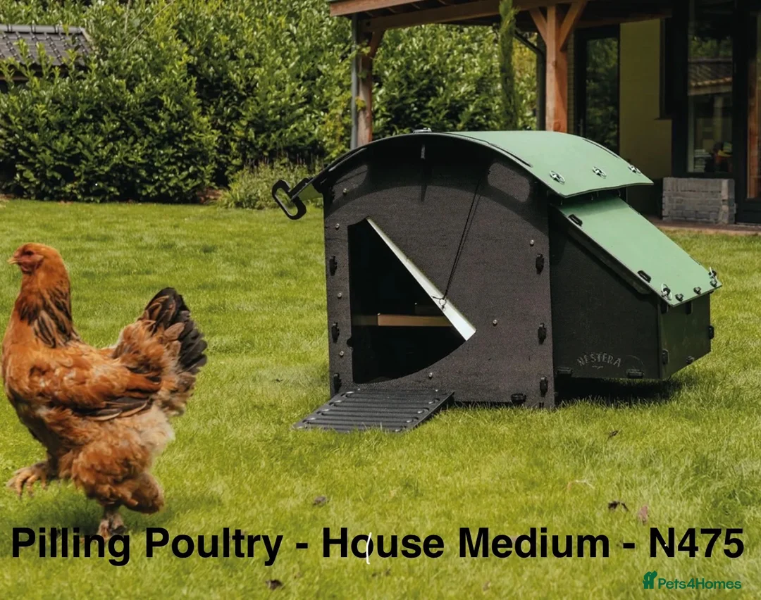 Chickens poultry for sale: Pilling Poultry Medium Chicken House - Advert 1