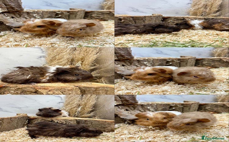 Guinea Pig rodents - Advert 13