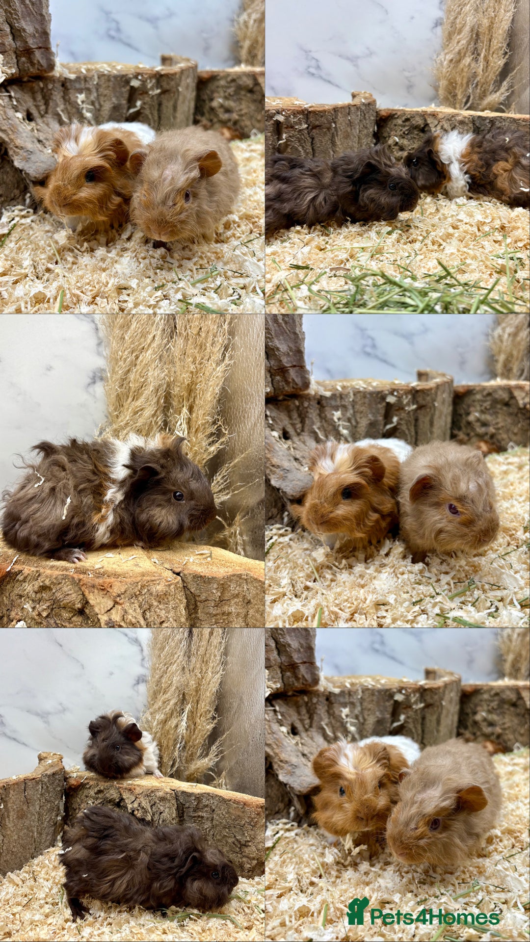 Guinea Pig rodents for sale: Baby Lunk guinea pigs available 💗 - Image 1