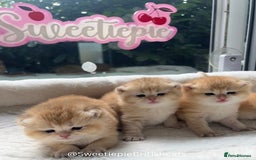 British Shorthair cats for sale: GCCF Reg Show quality & Champion line Goldens - Image 12