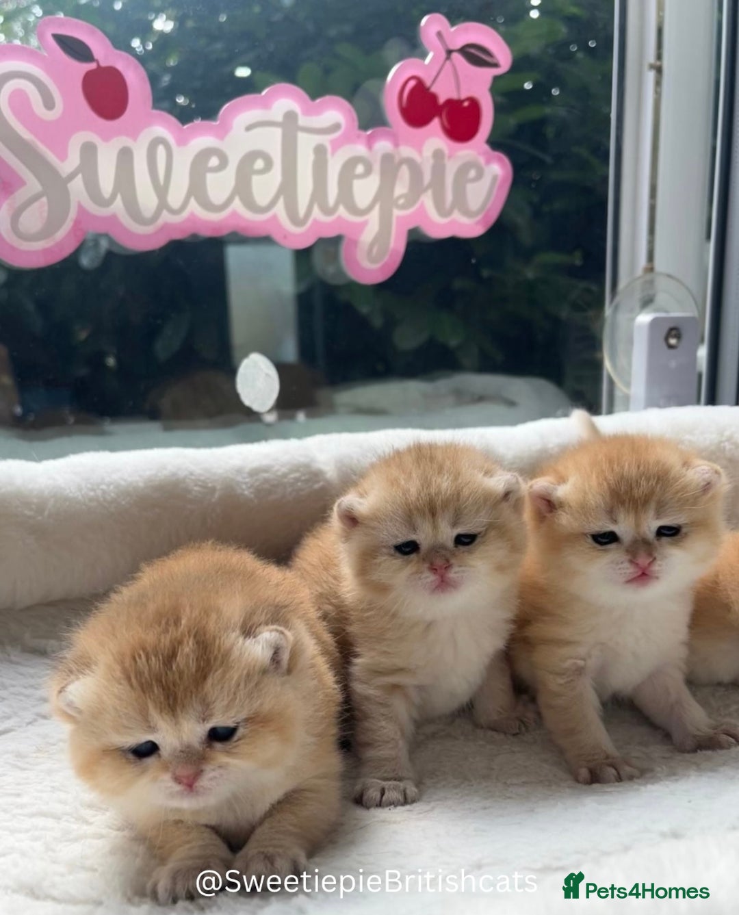 British Shorthair cats for sale: GCCF Reg Show quality & Champion line Goldens - Image 12