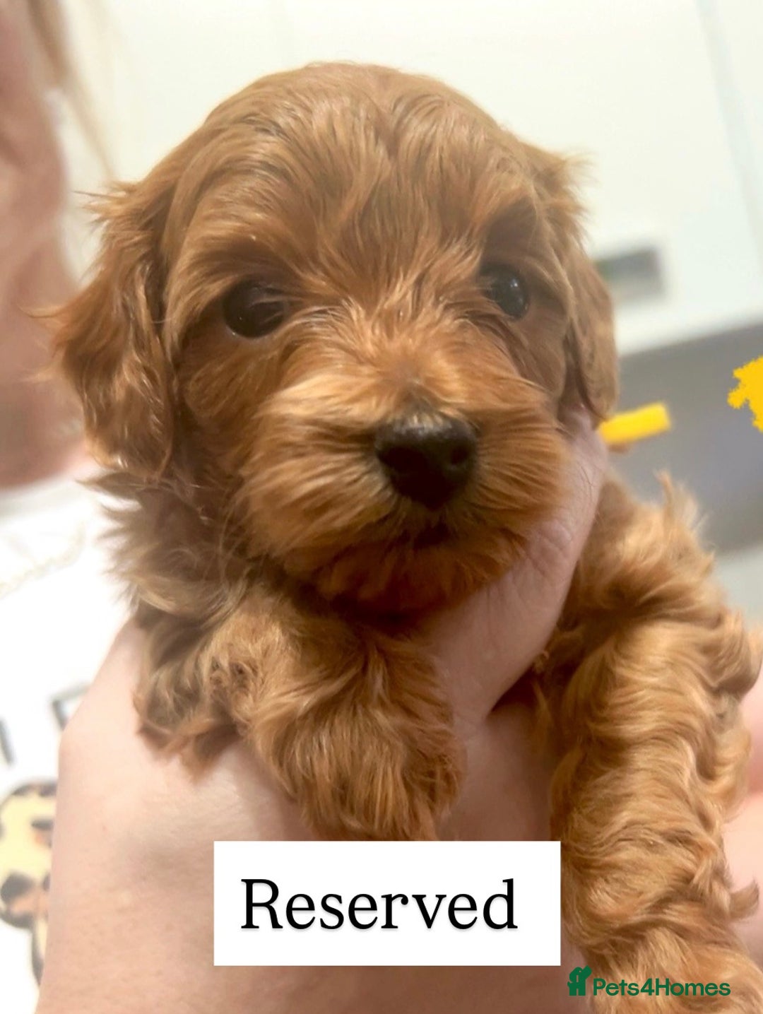 Maltipoo dogs for sale: Red maltipoo puppies - Advert 3