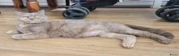 British Shorthair cats for sale: Blue british shorthair kittens in Southsea - Advert 13