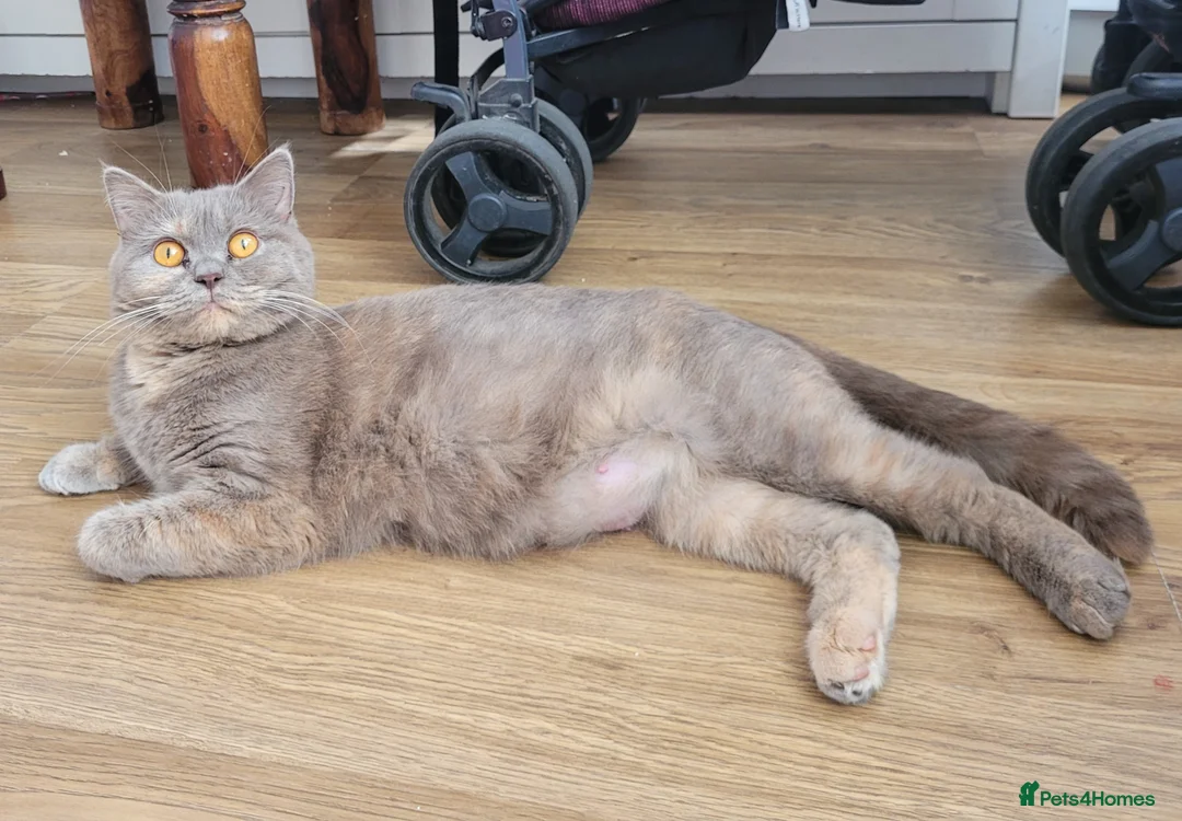 British Shorthair cats for sale: Blue british shorthair kittens in Southsea - Advert 13