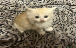 Mixed Breed cats for sale: Ready now - Beautiful fluffy boy  - Image 1
