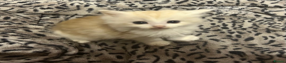 Mixed Breed Kitten 1