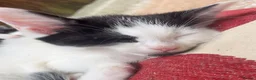 Mixed Breed cats for sale: Mixture of black & white ready to go mixed breed - Advert 15
