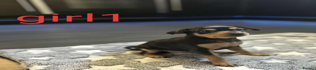 Miniature Pinscher Puppy 1