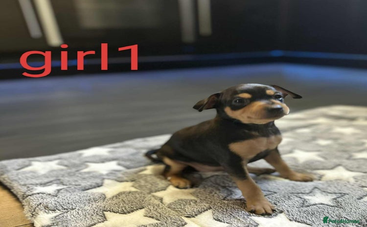 Miniature Pinscher dogs - Advert 1