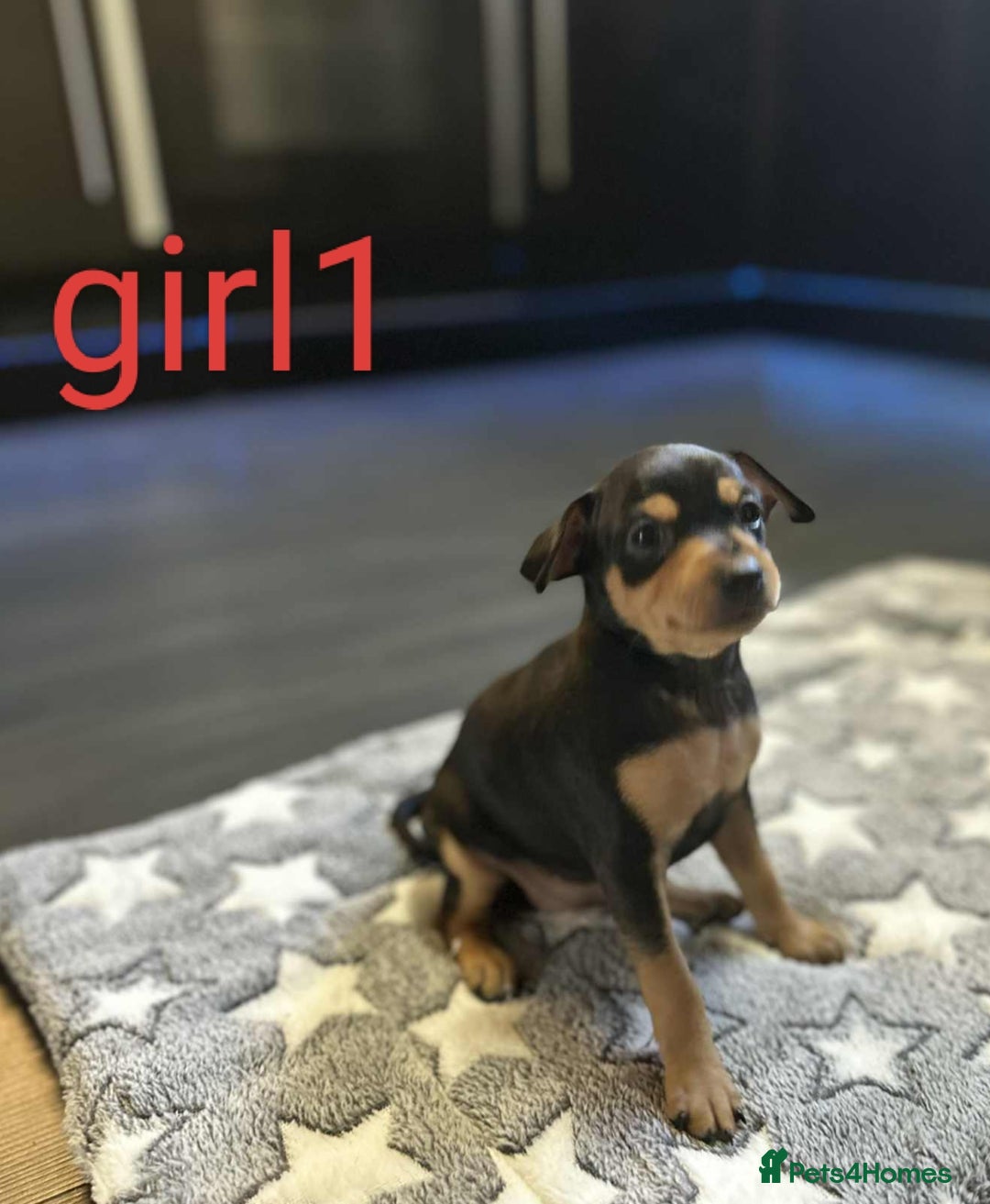 Miniature Pinscher dogs for sale: Miniature Pinscher puppies  - Image 1