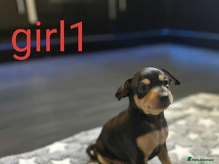 Miniature Pinscher dogs - Advert 2