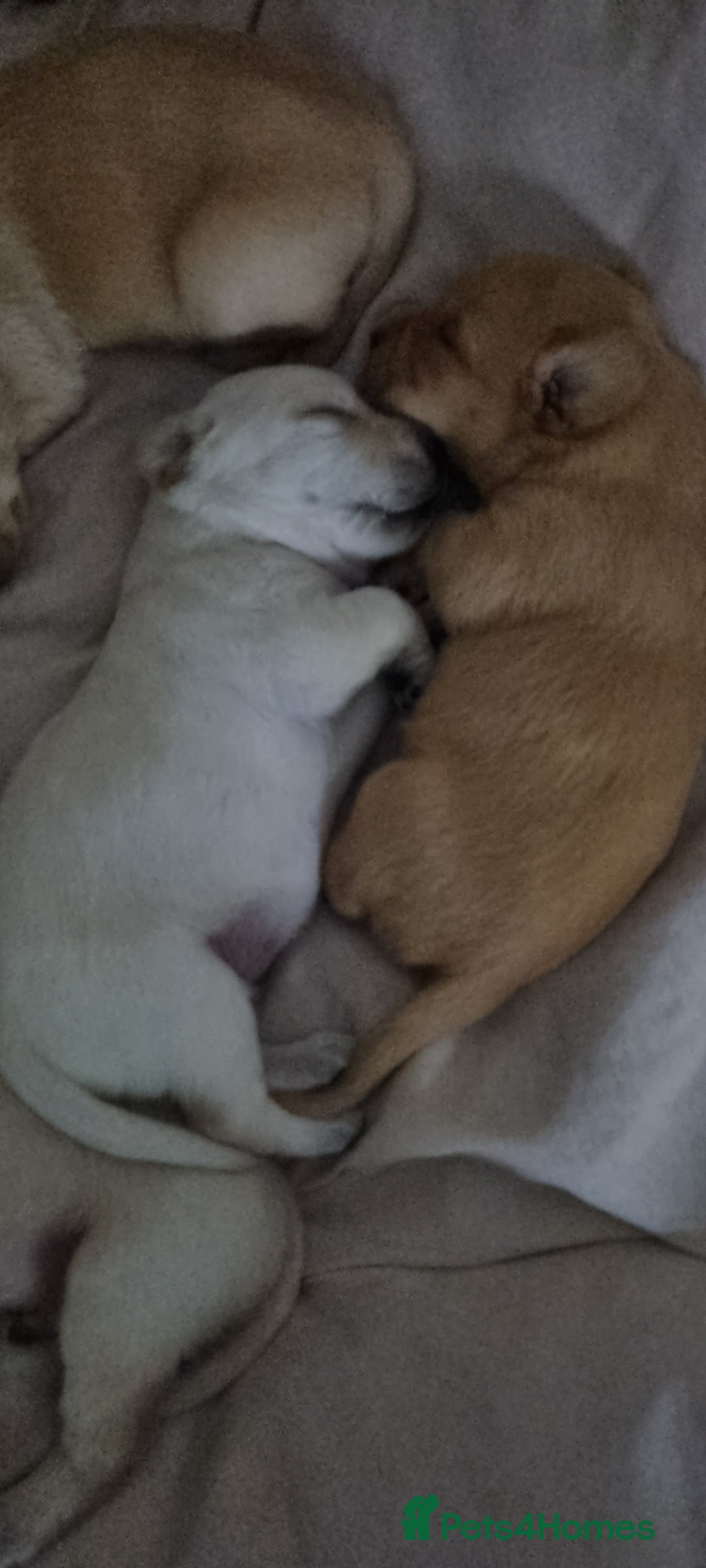 Labrador Retriever dogs for sale: Labrador puppies - Advert 10