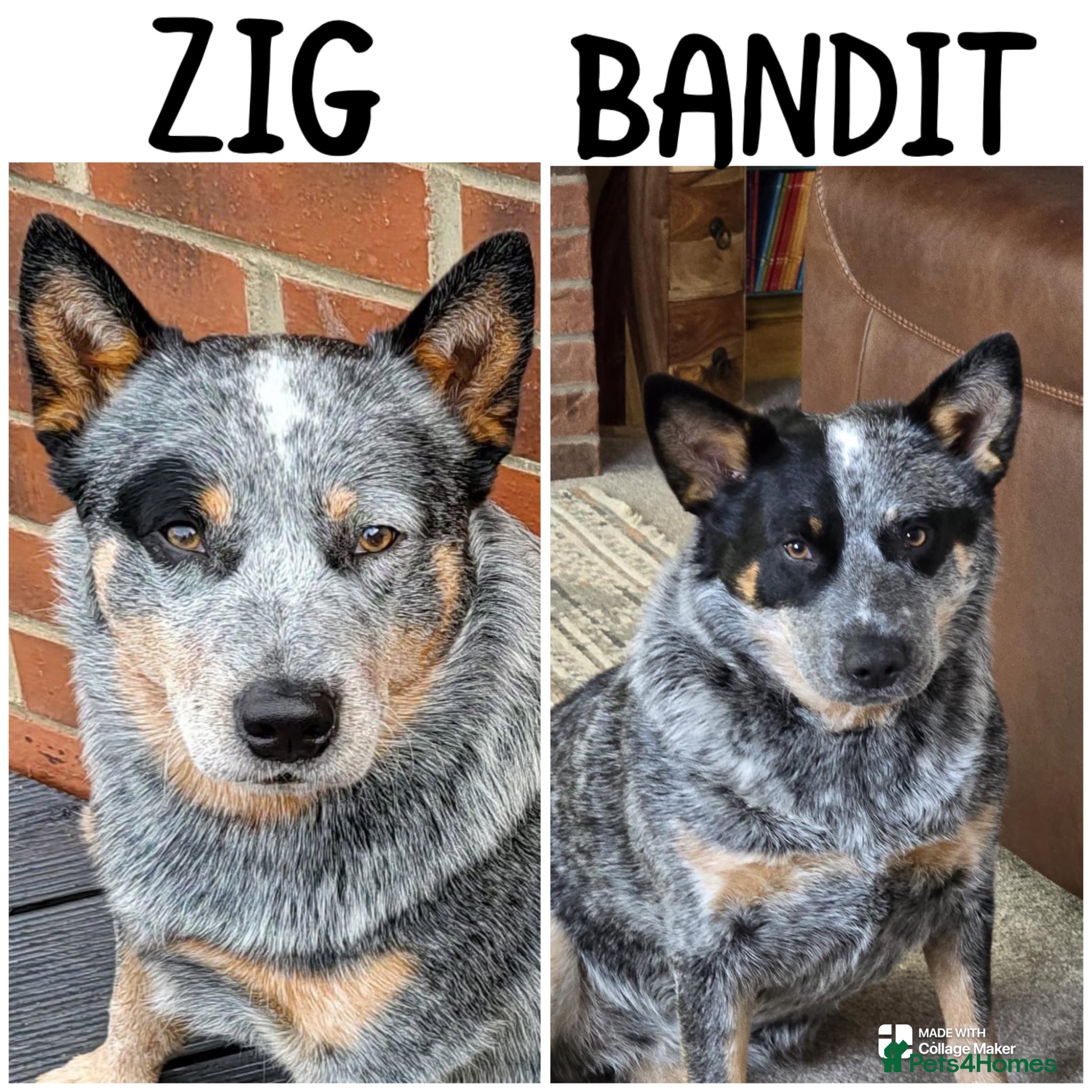 Australian Cattle Dog dogs Australian cattle dog - Advert 2