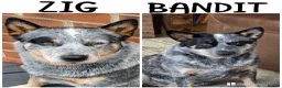 Australian Cattle Dog dogs for sale: Australian cattle dog - Advert 1