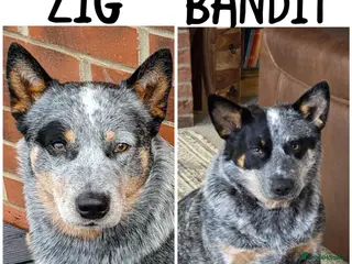Australian Cattle Dog dogs Australian cattle dog - Advert 2