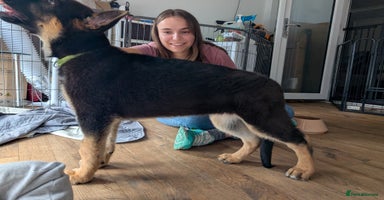 German Shepherd dogs - Advert 14